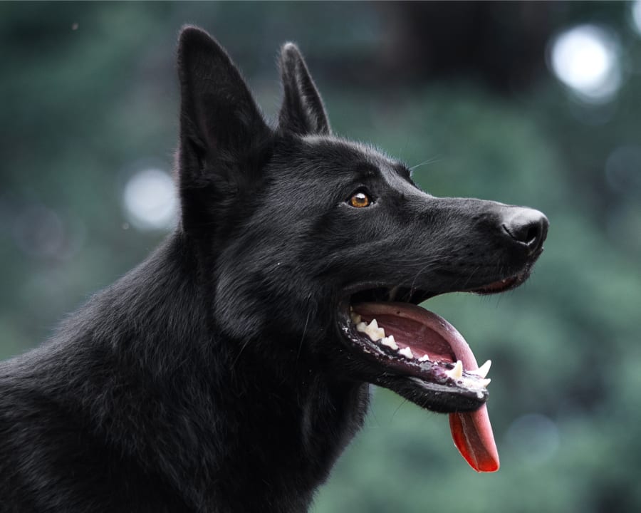 About Holland Veterinary Hospitals in Hattiesburg and Wiggins