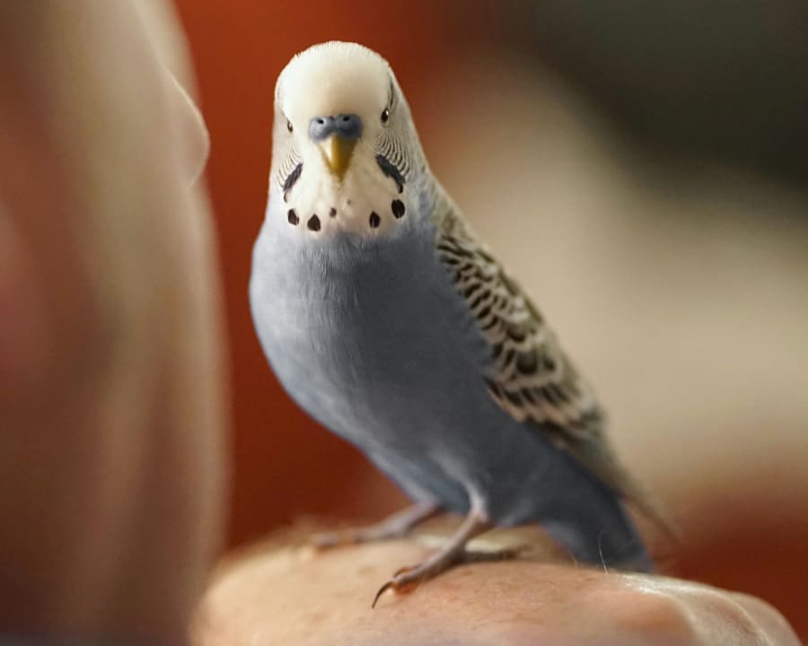 Avian & Exotic Veterinary Care in Hattiesburg and Wiggins